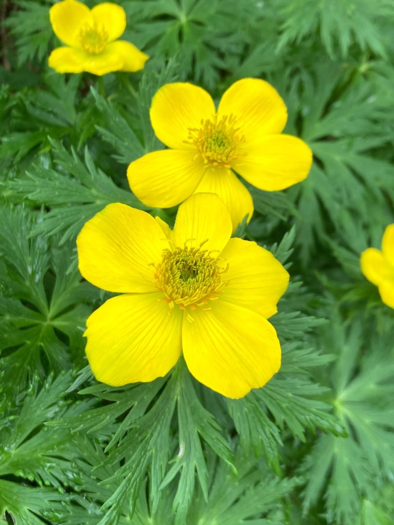 高山植物